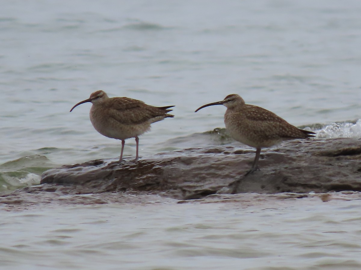 Whimbrel - Herky Birder