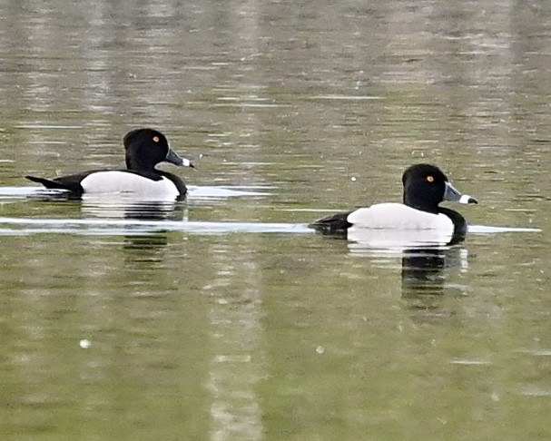 Ring-necked Duck - ML619636035