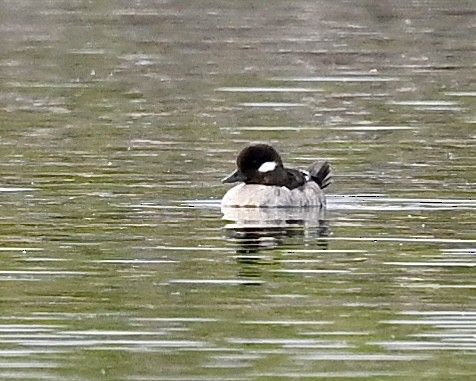 Bufflehead - Joe Wujcik