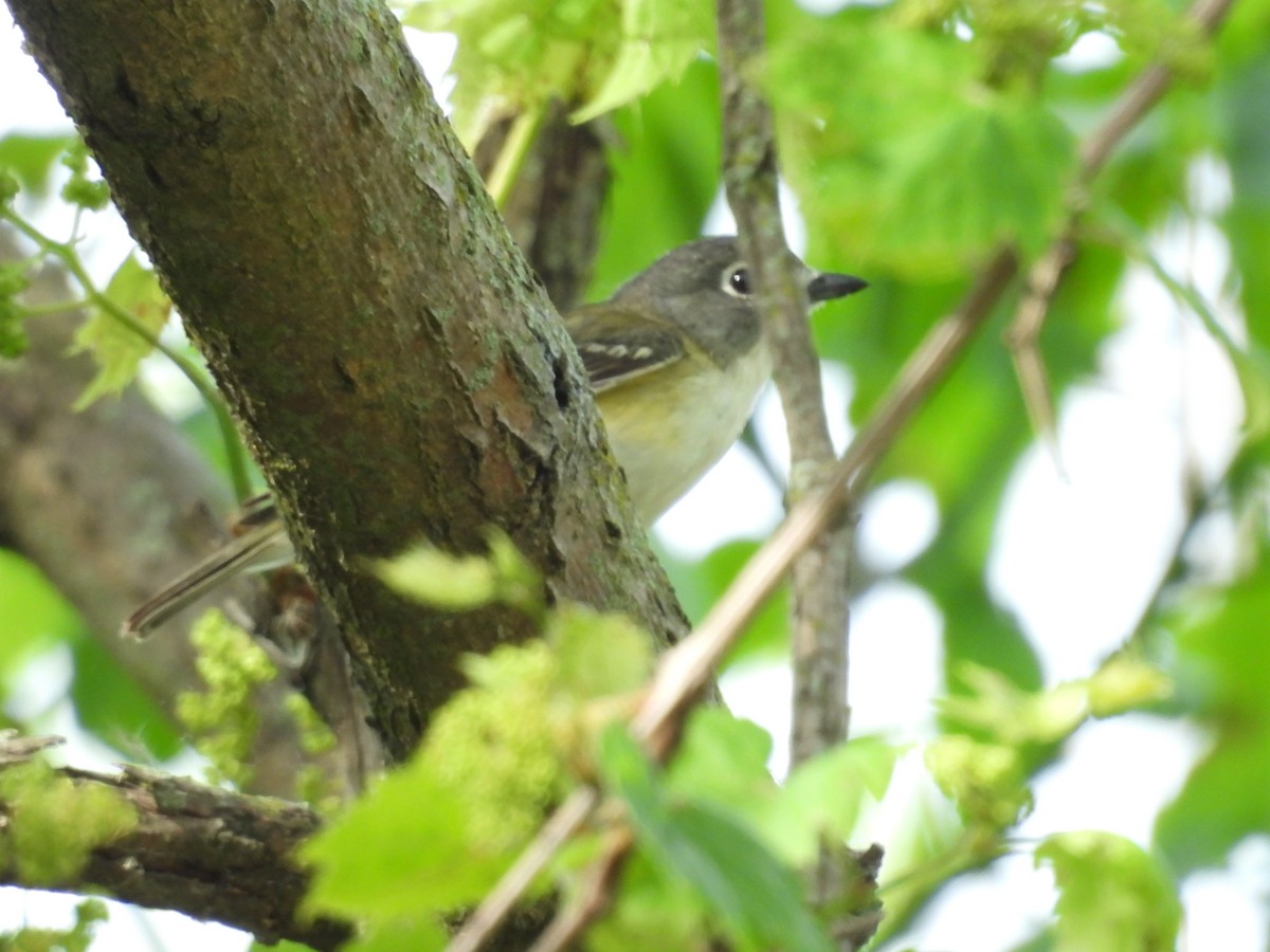 Blue-headed Vireo - Joanne Chamberlain