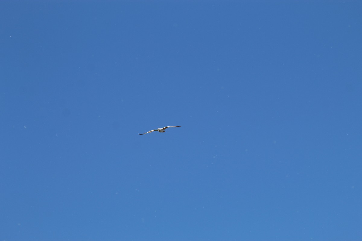 Ring-billed Gull - Karen Lucas