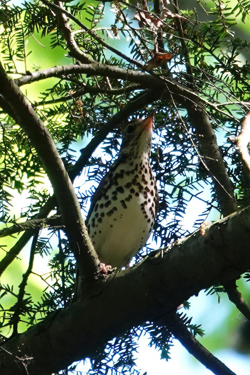 Wood Thrush - Cindy Gimbert