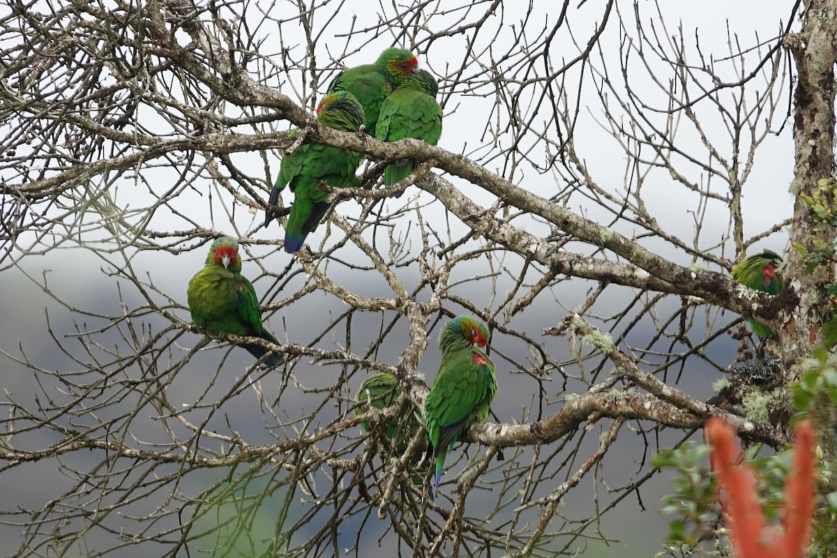 Red-faced Parrot - Daniel Pacheco Osorio