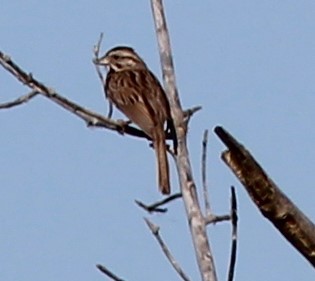 Song Sparrow - Karen Lucas