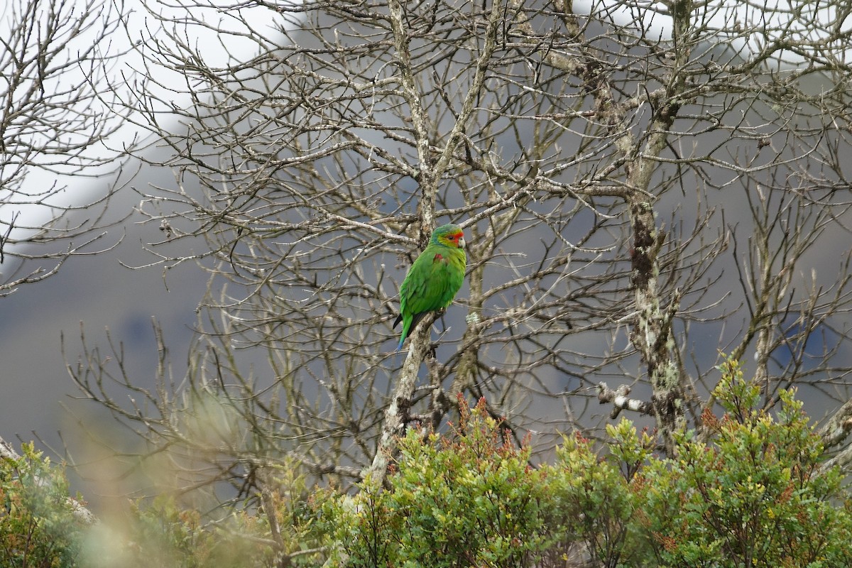 Red-faced Parrot - Daniel Pacheco Osorio