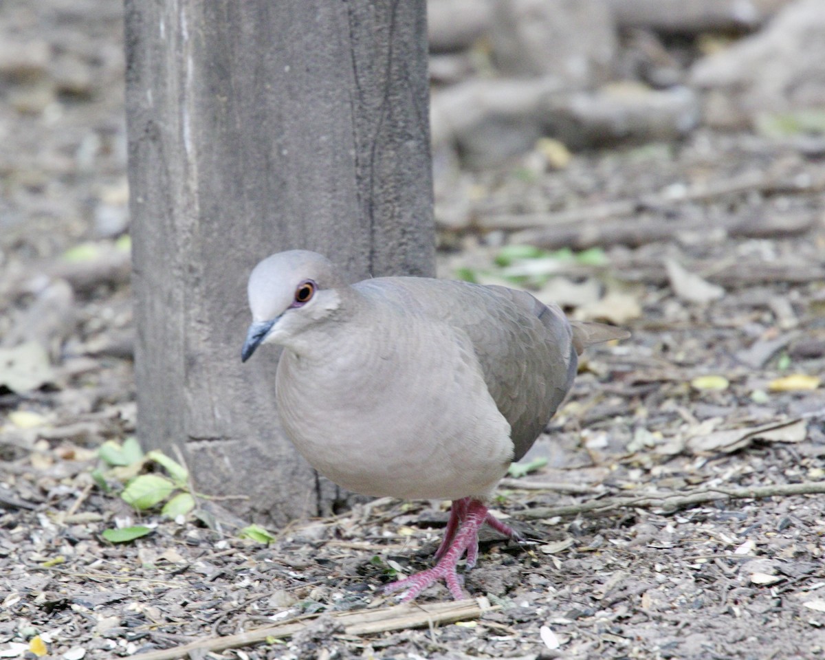 White-tipped Dove - Dave Bengston