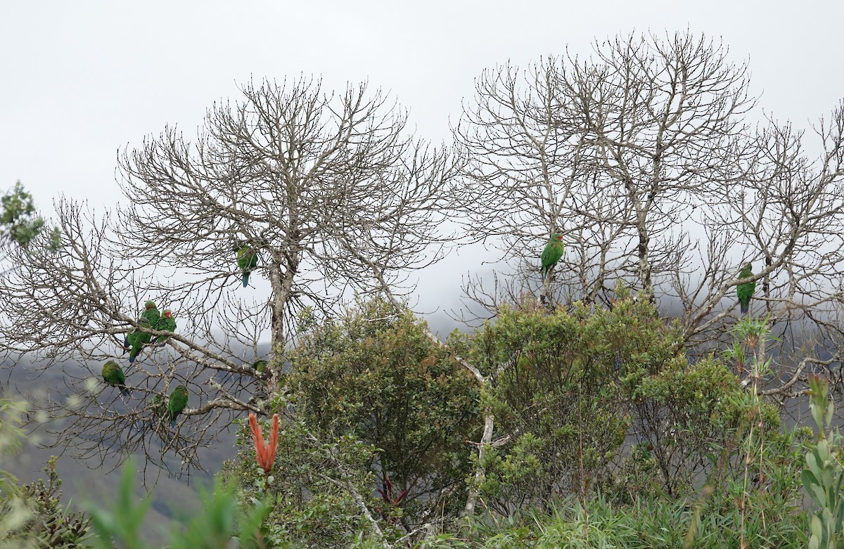 Red-faced Parrot - Daniel Pacheco Osorio