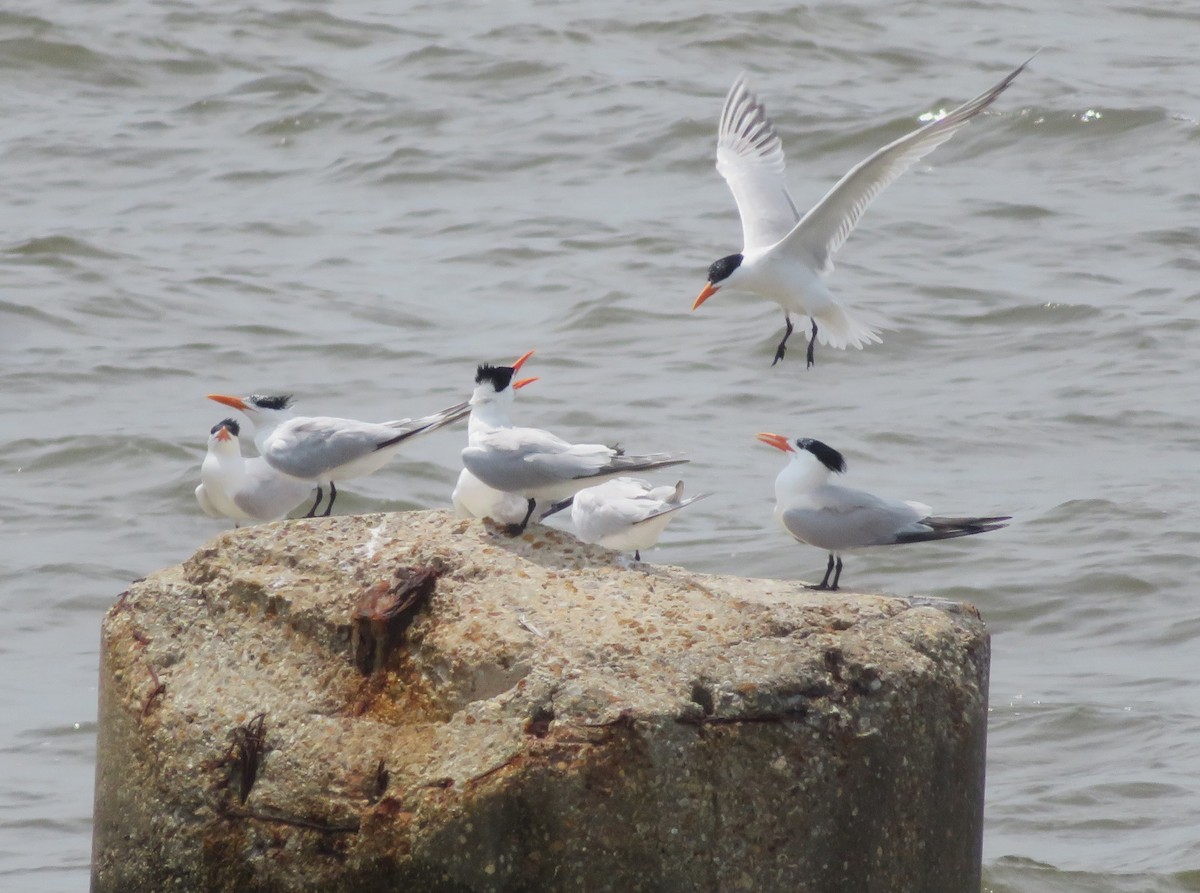 Royal Tern - WARREN MENDENHALL
