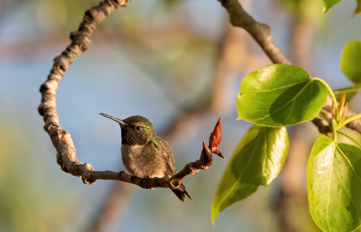 Ruby-throated Hummingbird - Annie Lavoie