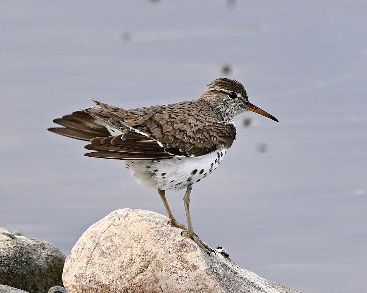 Spotted Sandpiper - ML619636075