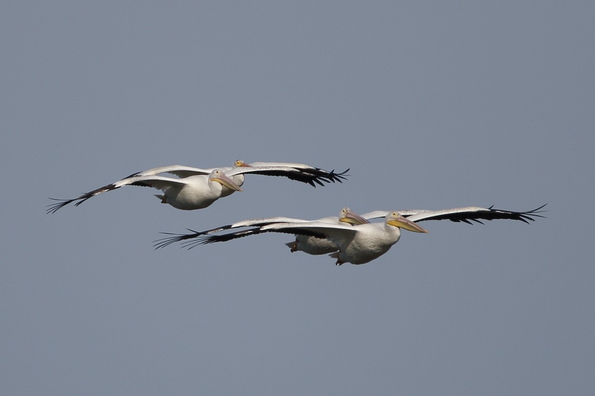 American White Pelican - Tom Stayancho