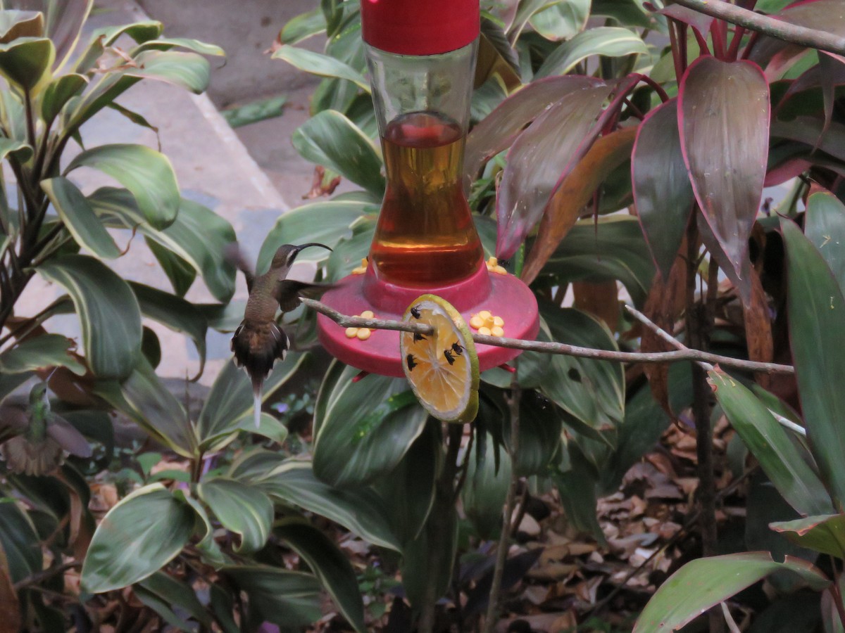 Длинноклювый колибри-отшельник - ML619636082