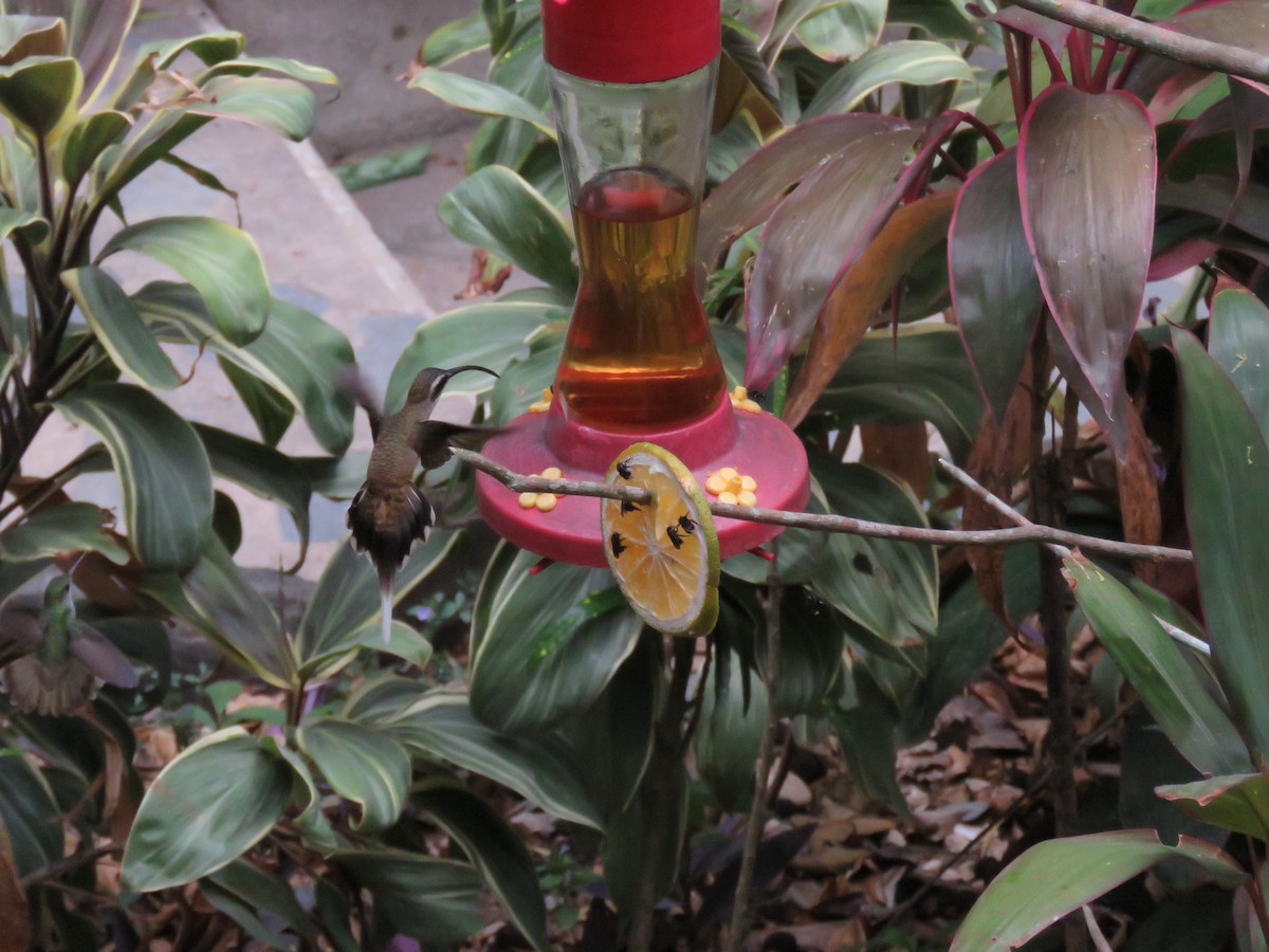 Long-billed Hermit - Sam Holcomb