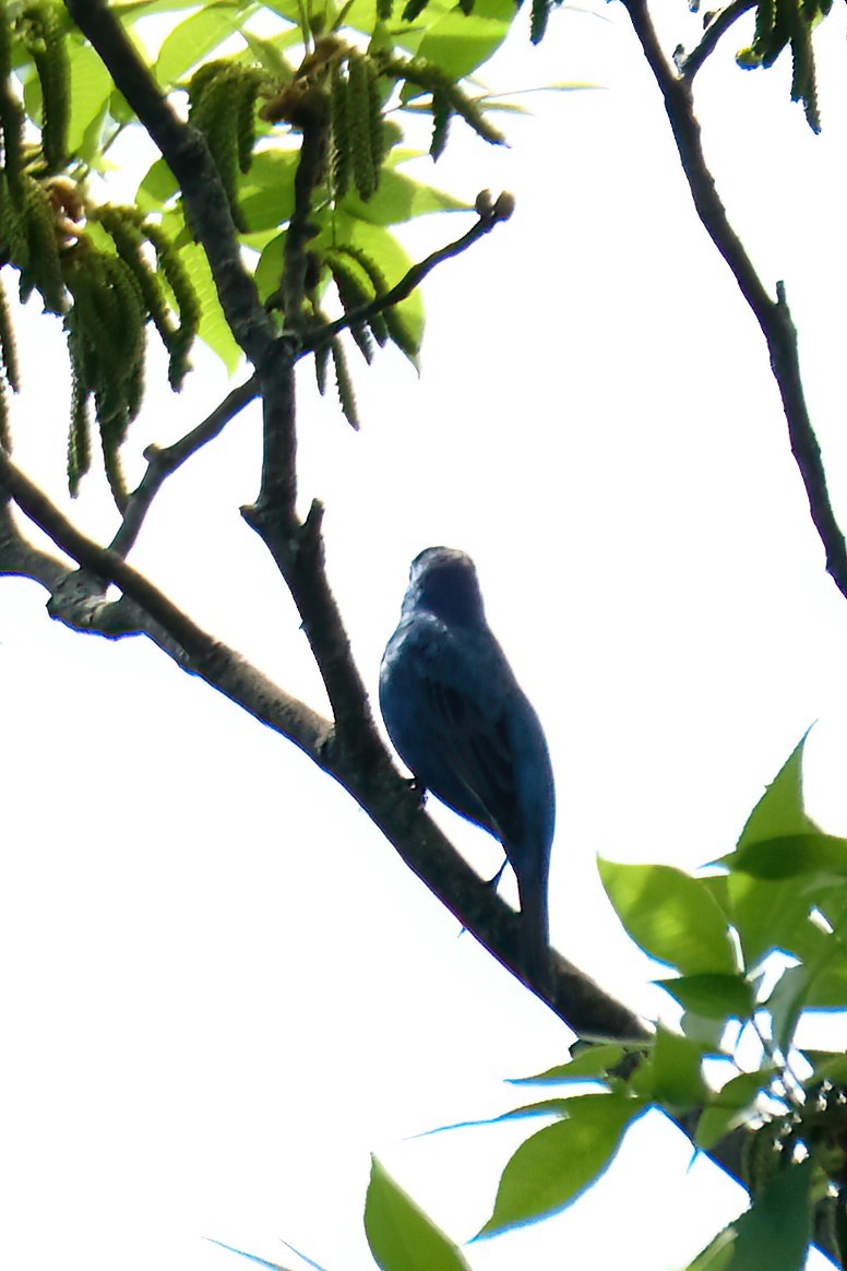 Indigo Bunting - Cindy Gimbert