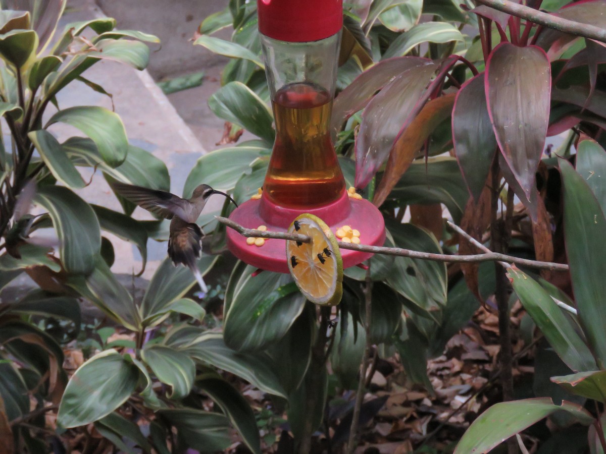 Long-billed Hermit - Sam Holcomb