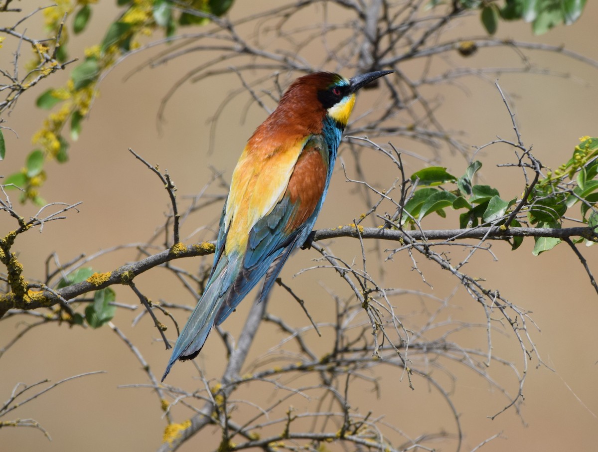 European Bee-eater - Dimitris Dimopoulos