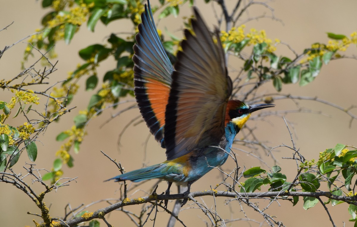 European Bee-eater - ML619636093