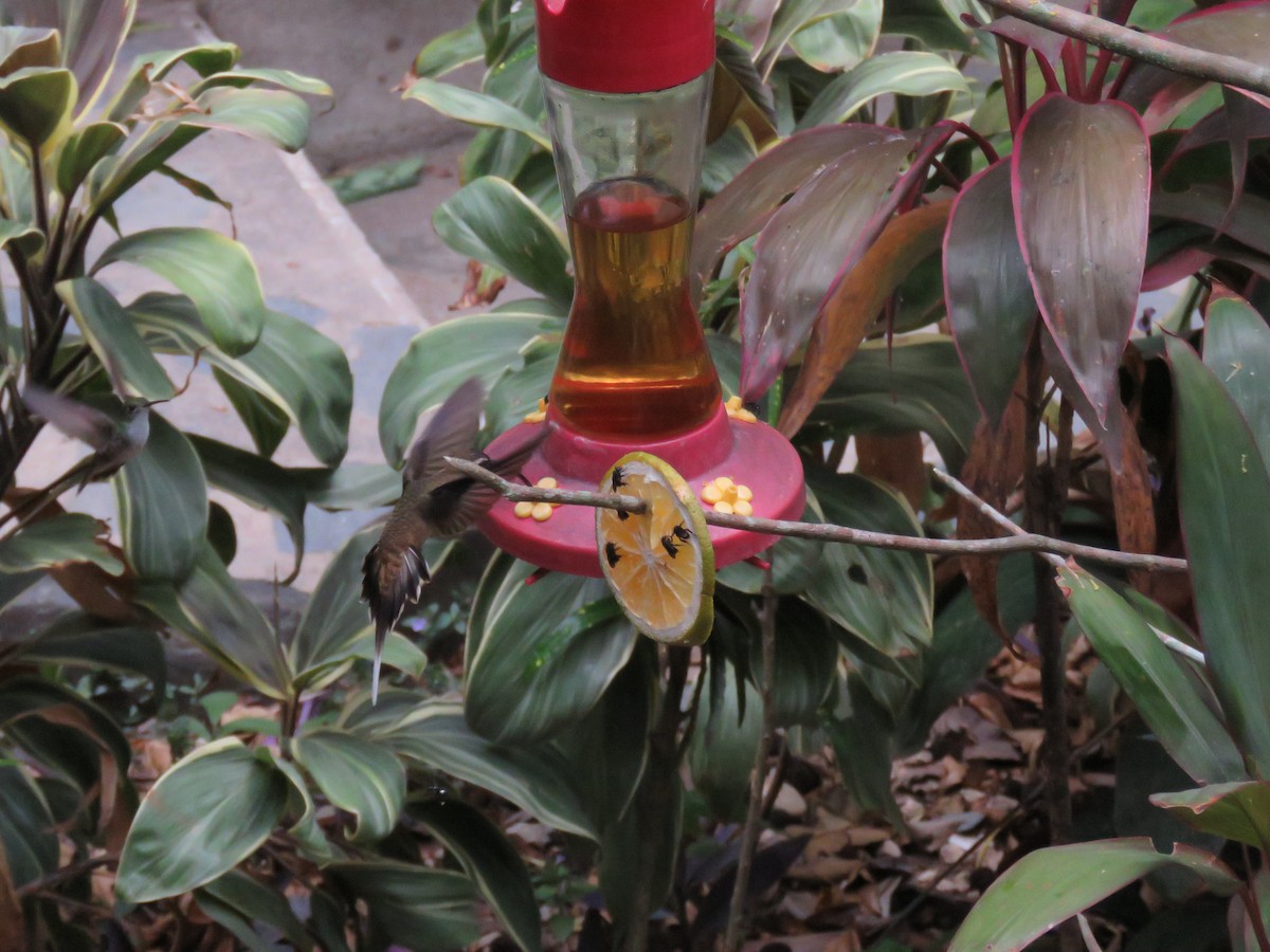 Длинноклювый колибри-отшельник - ML619636095