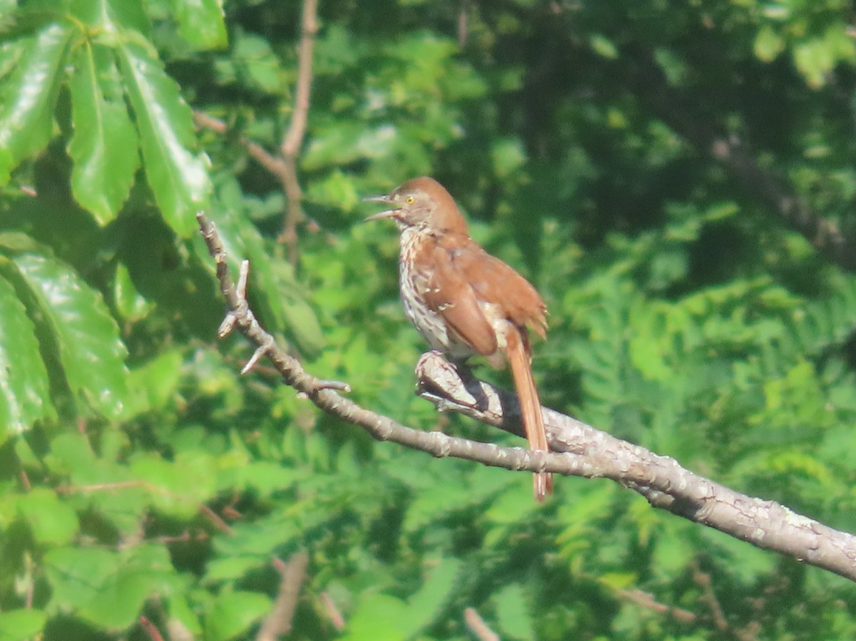 Brown Thrasher - Simon Harvey