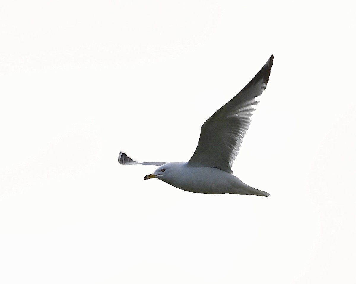 Ring-billed Gull - ML619636100