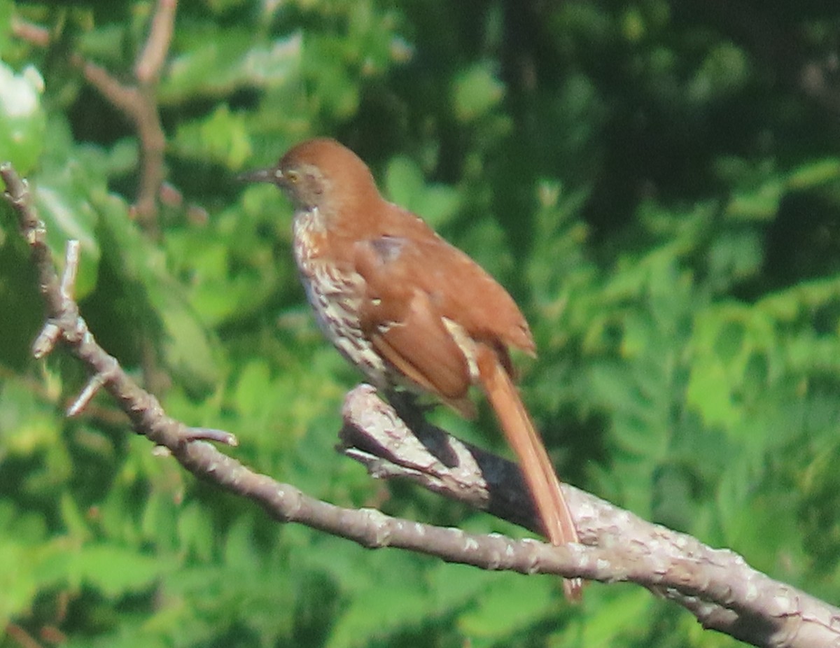 Brown Thrasher - Simon Harvey