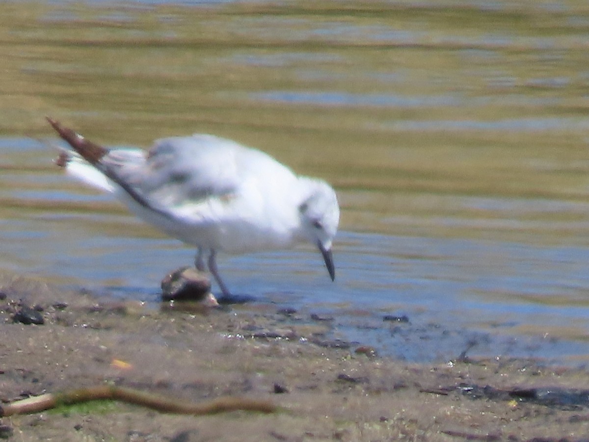 Bonaparte's Gull - Martha Pallin