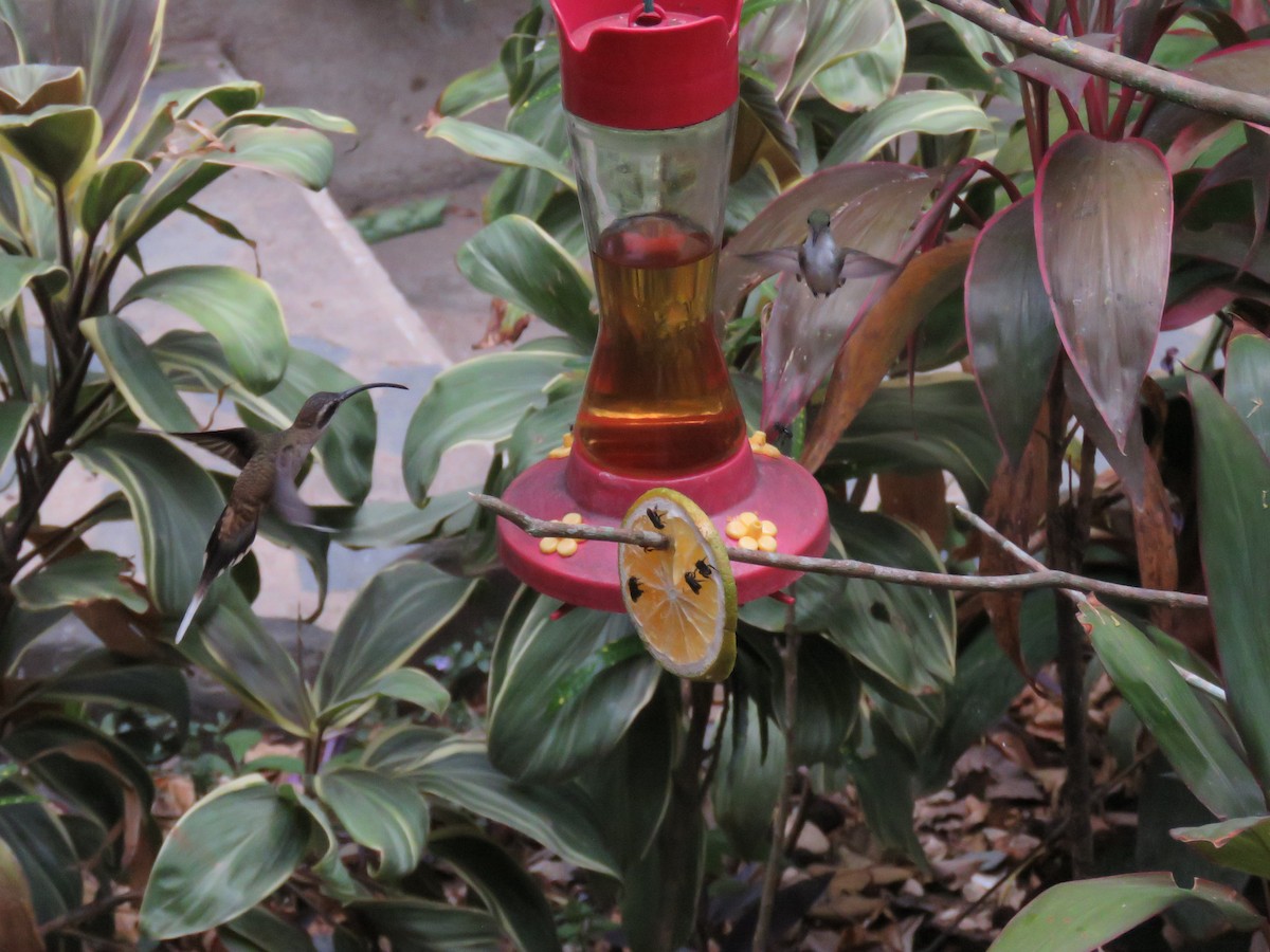 Длинноклювый колибри-отшельник - ML619636103