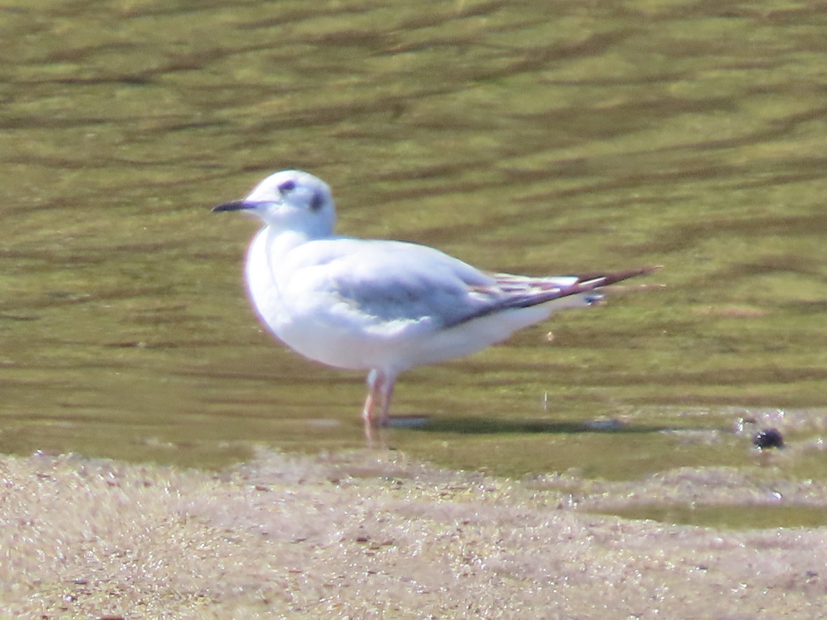 Bonaparte's Gull - Martha Pallin