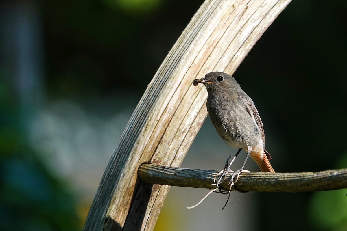 Black Redstart - Thomas Gibson