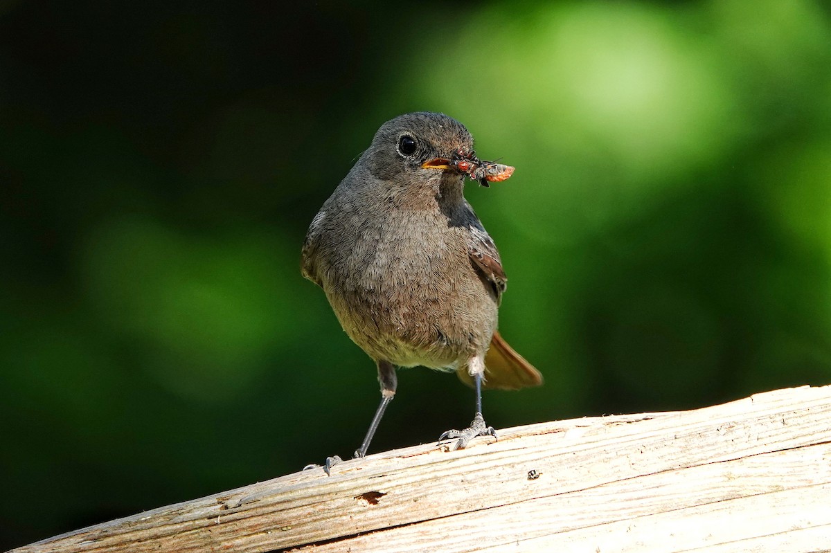 Black Redstart - Thomas Gibson