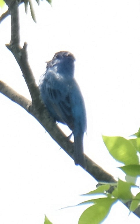 Indigo Bunting - Cindy Gimbert