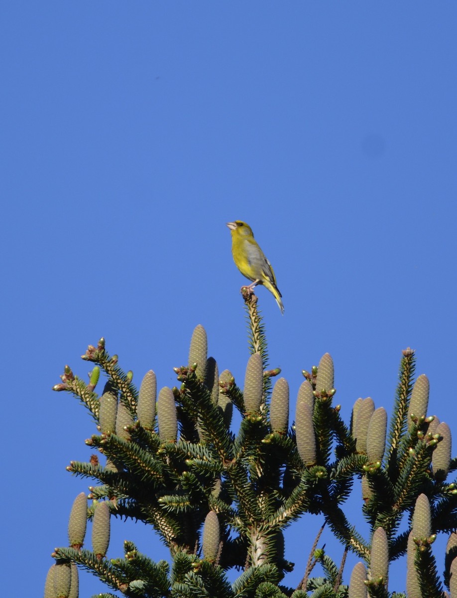 European Greenfinch - Dominique Blanc