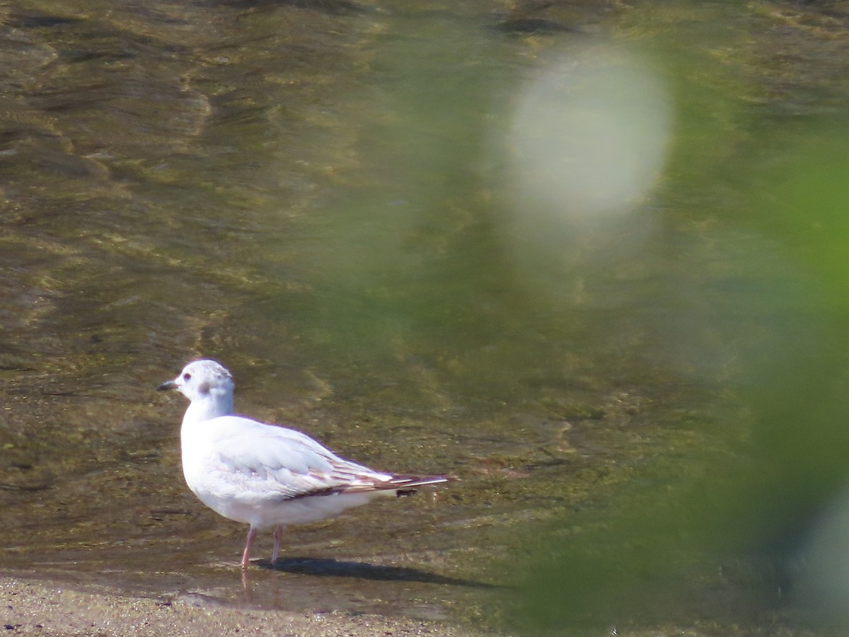 Bonaparte's Gull - Martha Pallin