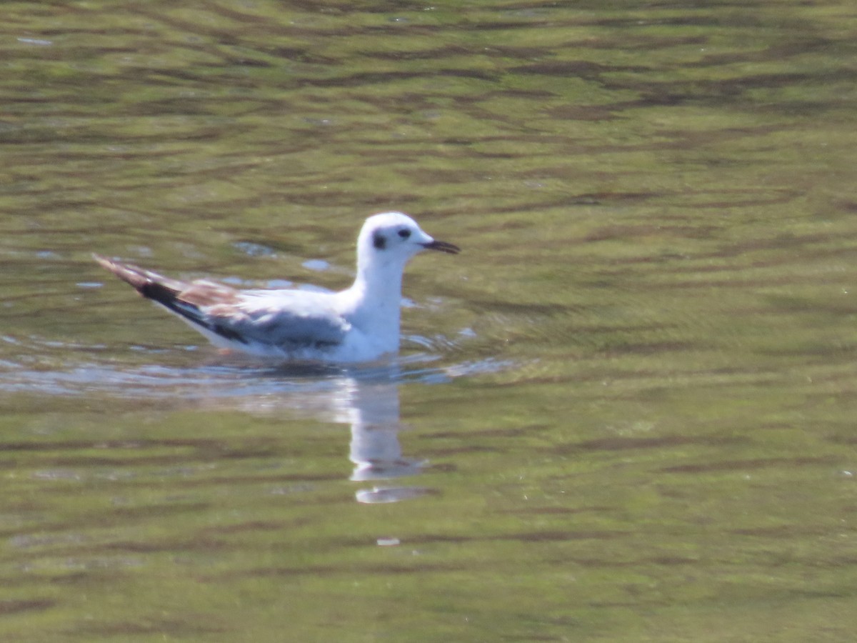 Bonaparte's Gull - Martha Pallin