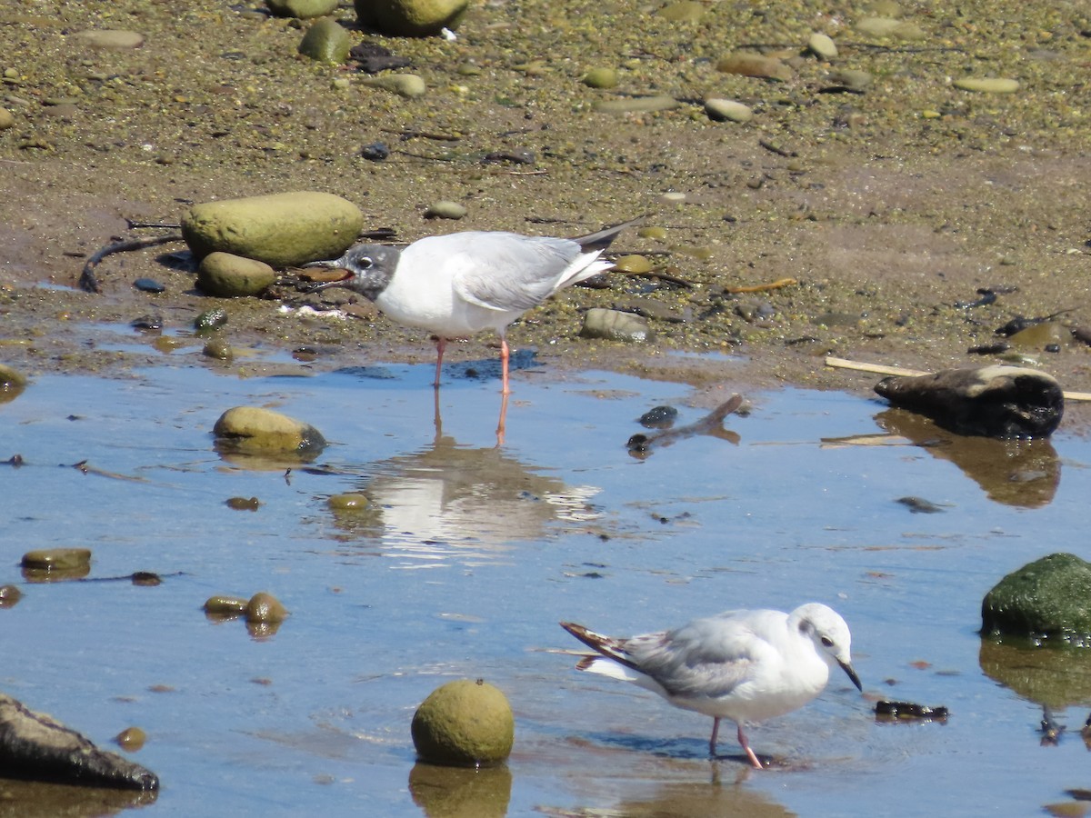 Bonaparte's Gull - Martha Pallin