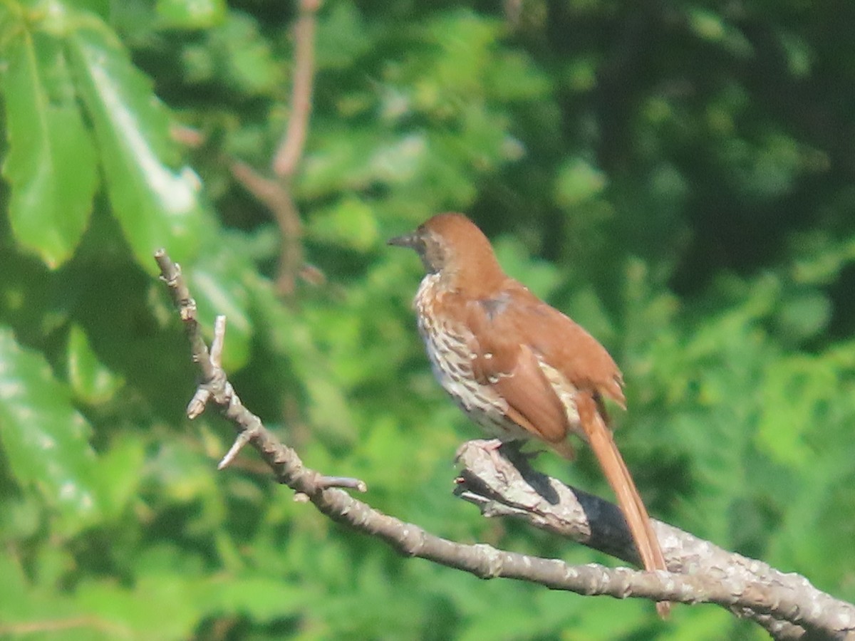 Brown Thrasher - Simon Harvey