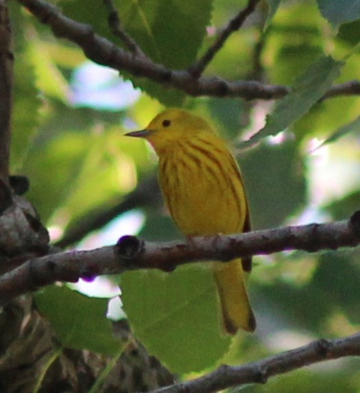 Yellow Warbler - Karen Lucas