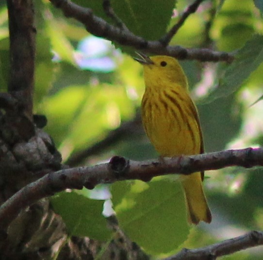 Yellow Warbler - Karen Lucas