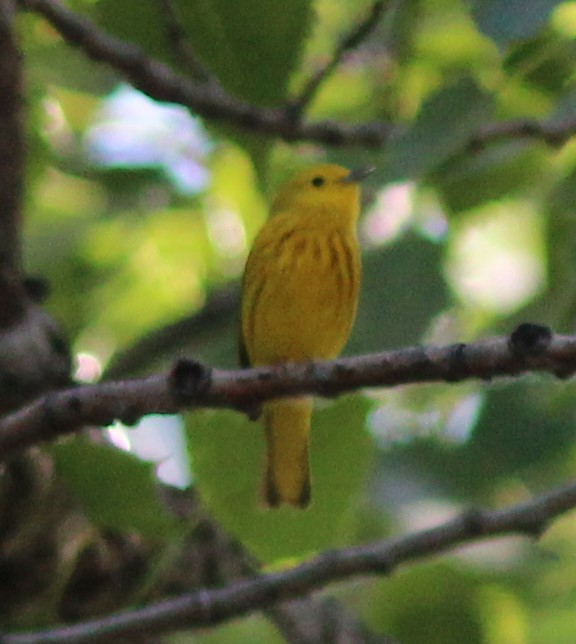 Yellow Warbler - Karen Lucas