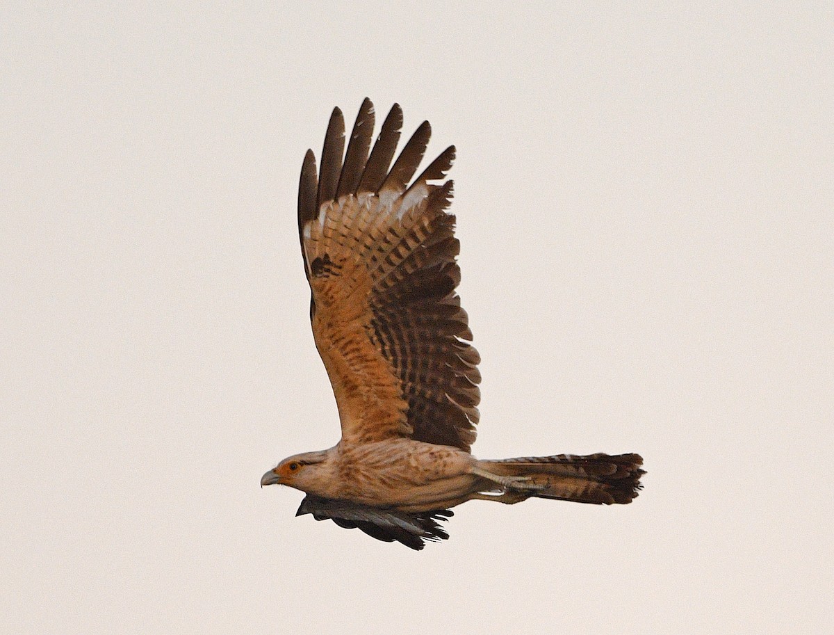 Yellow-headed Caracara - Elizabeth Hawkins