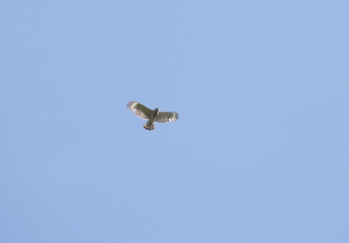 Red-shouldered Hawk - Martine Parent