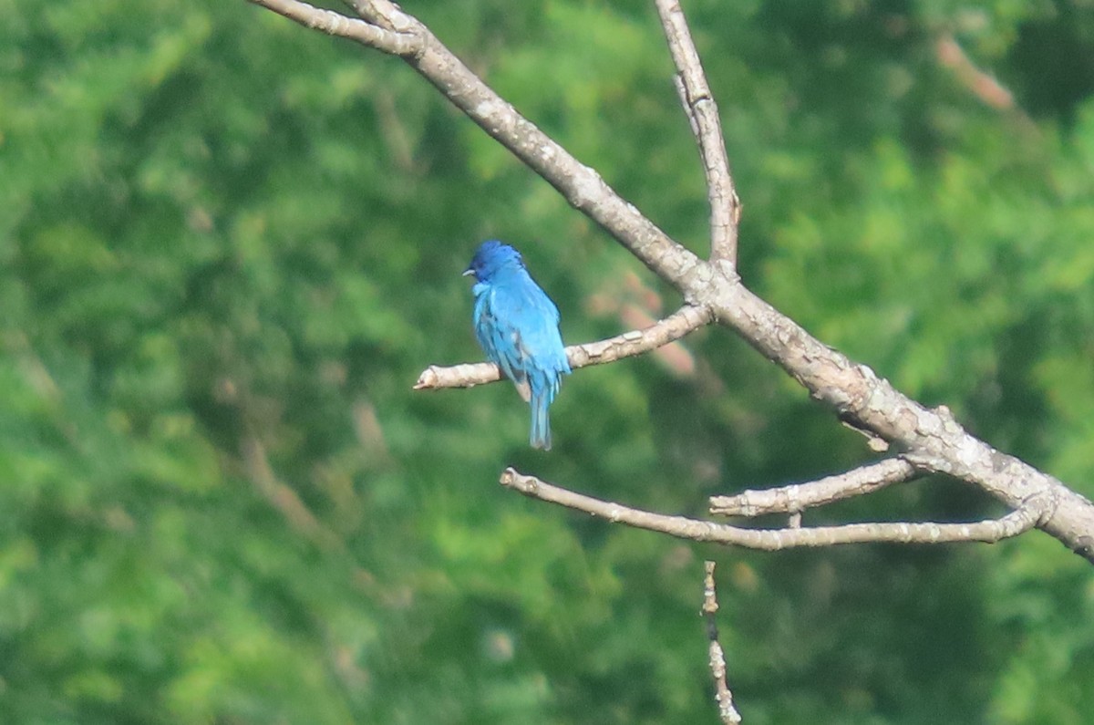 Indigo Bunting - Simon Harvey