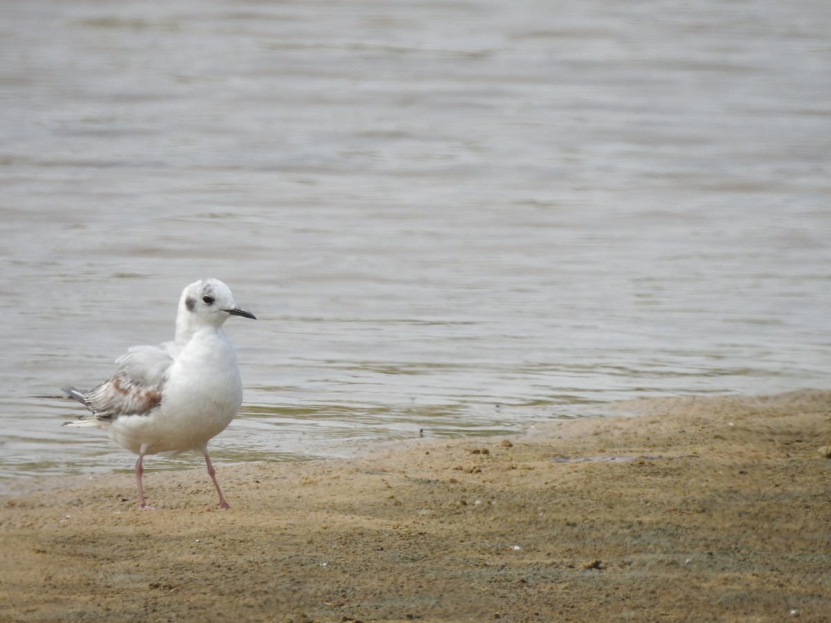 Bonaparte's Gull - Tommy Maloney