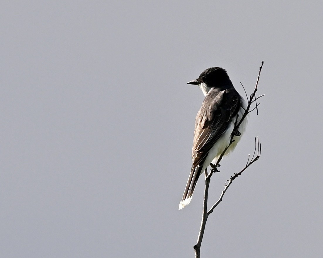 Eastern Kingbird - Joe Wujcik