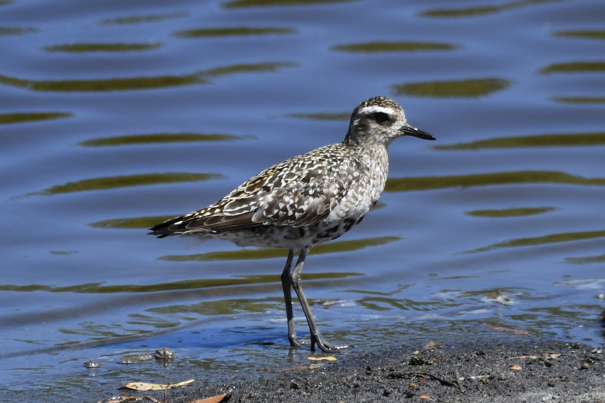 Pacific Golden-Plover - Milo Nikolic