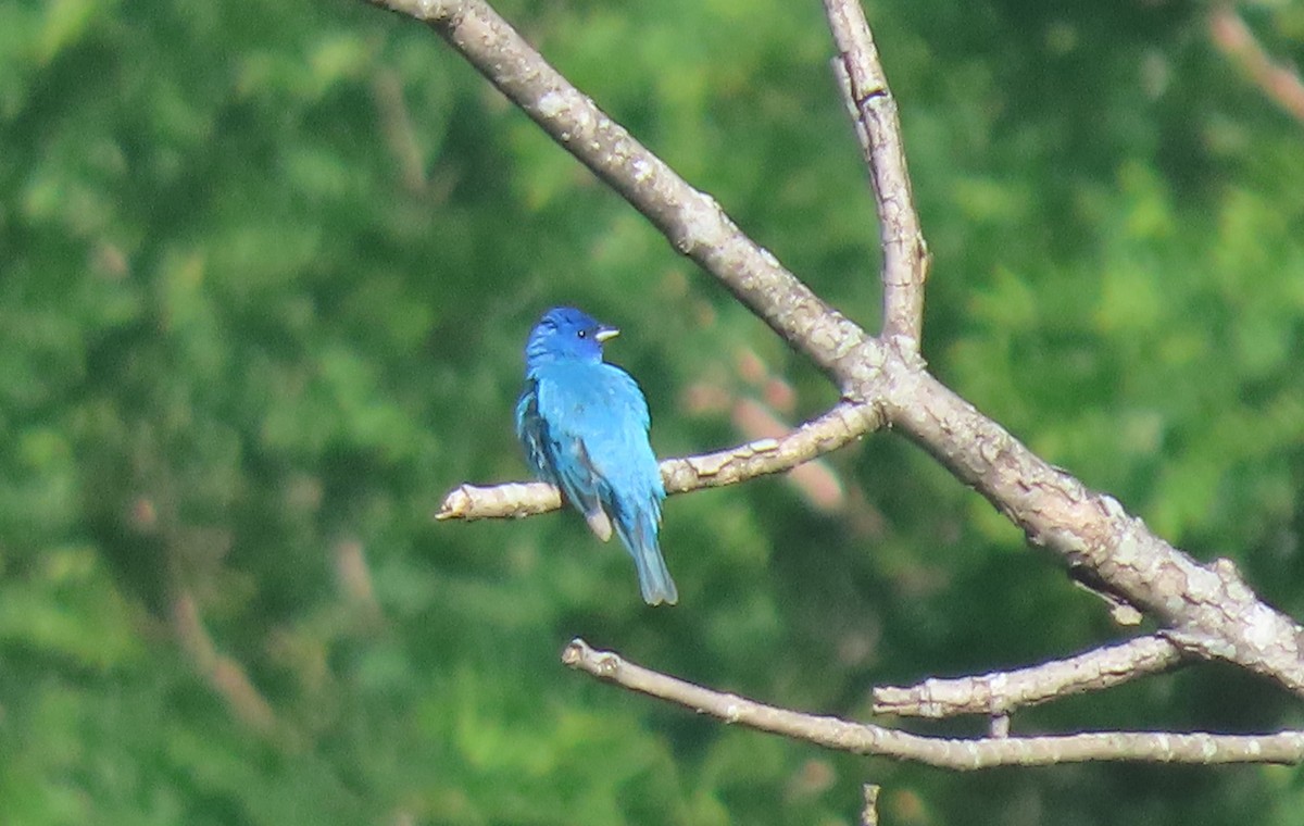 Indigo Bunting - ML619636148