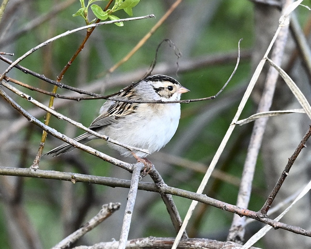 Clay-colored Sparrow - ML619636150