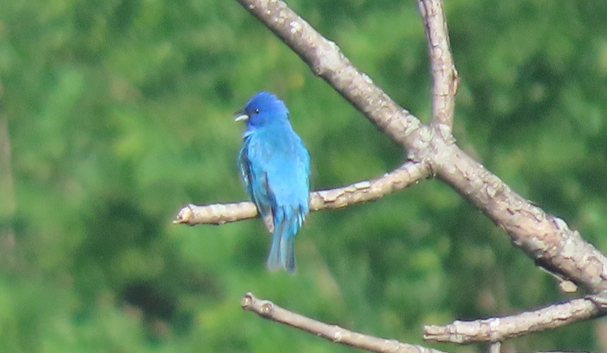 Indigo Bunting - ML619636153