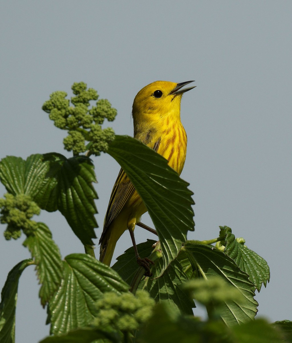 Yellow Warbler - ML619636154