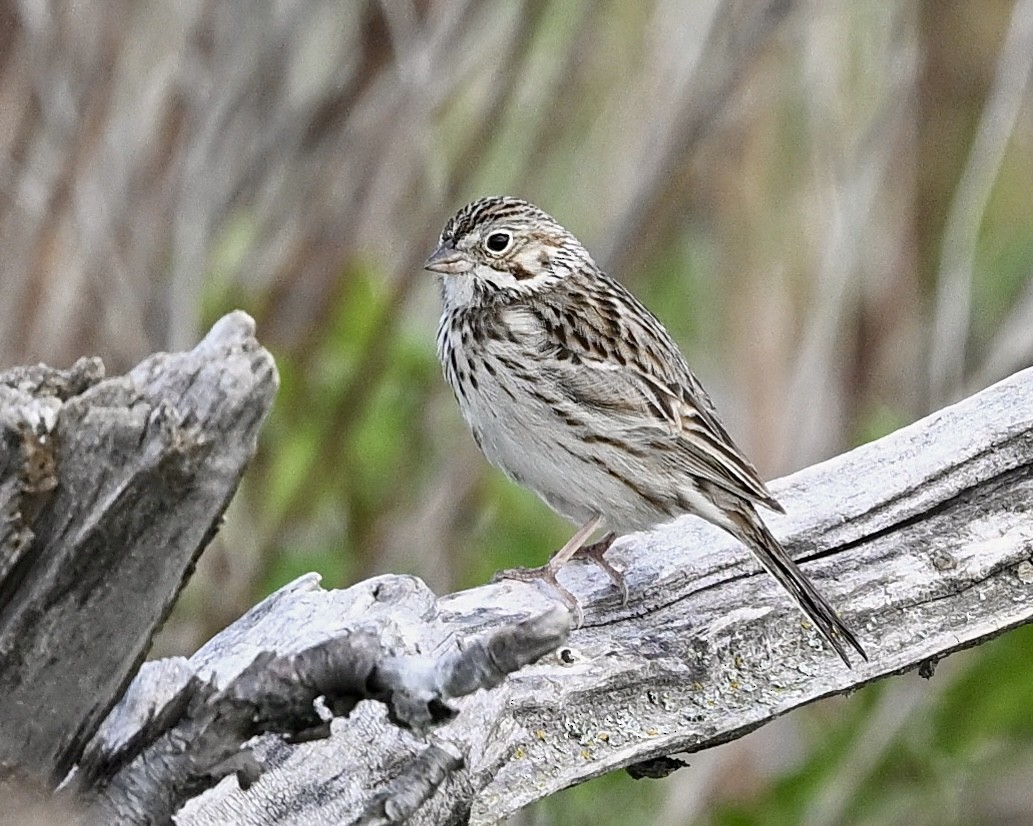 Vesper Sparrow - ML619636156